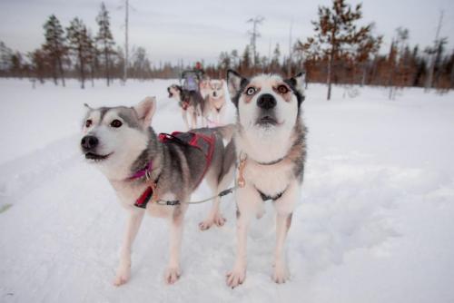 huskykoirat